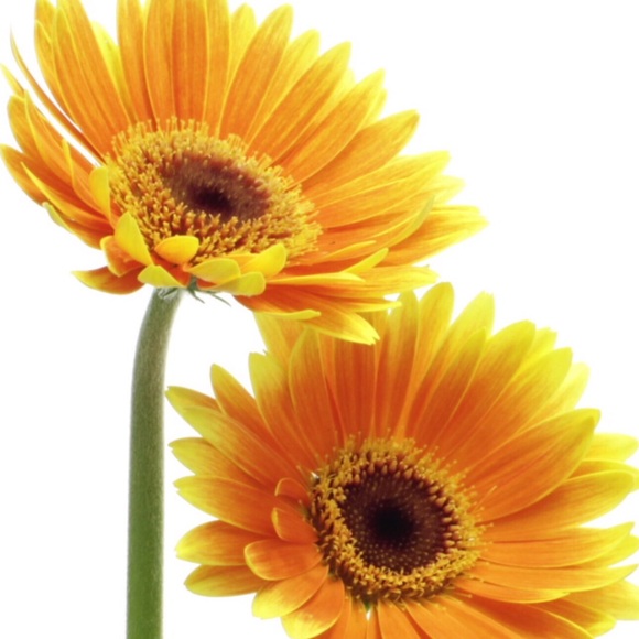 Meet your Posher, T - Picture 1 of 1